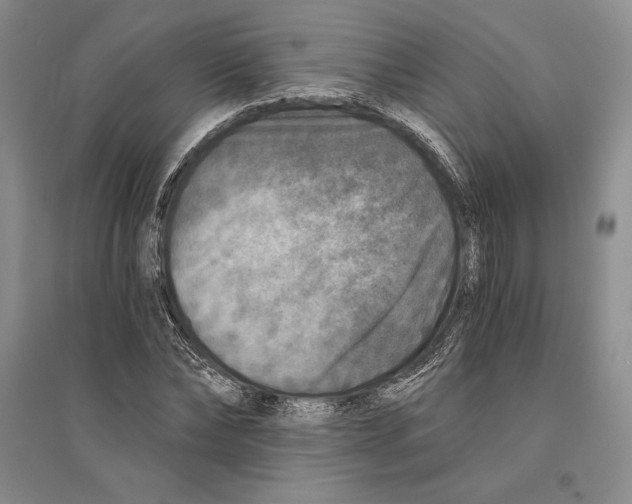 X0000096180878200802151439