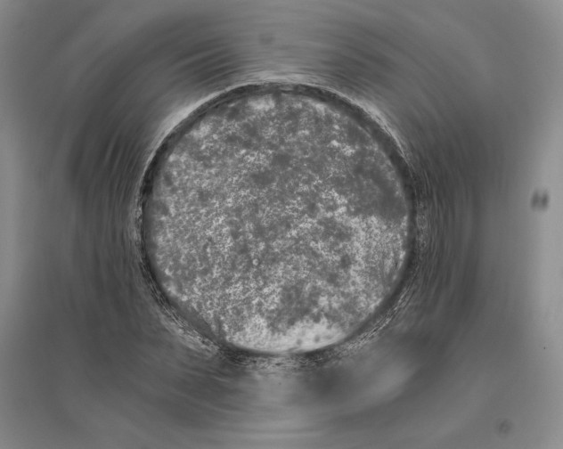 X0000096180879200802151439