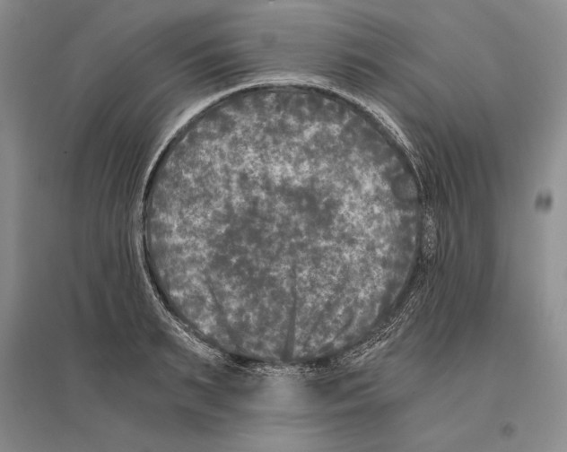 X0000096180895200802151439