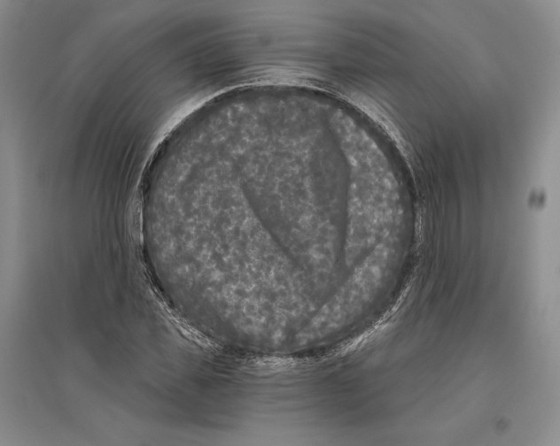 X0000096180925200802151438
