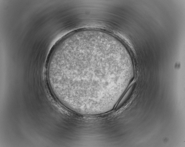 X0000096180928200802151438