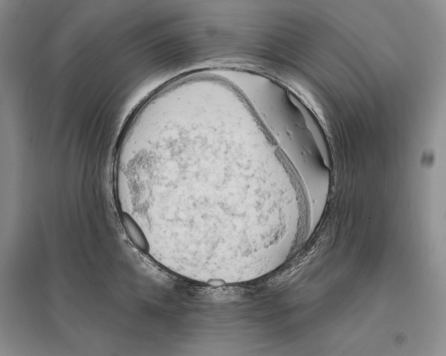 X0000096180952200802151438