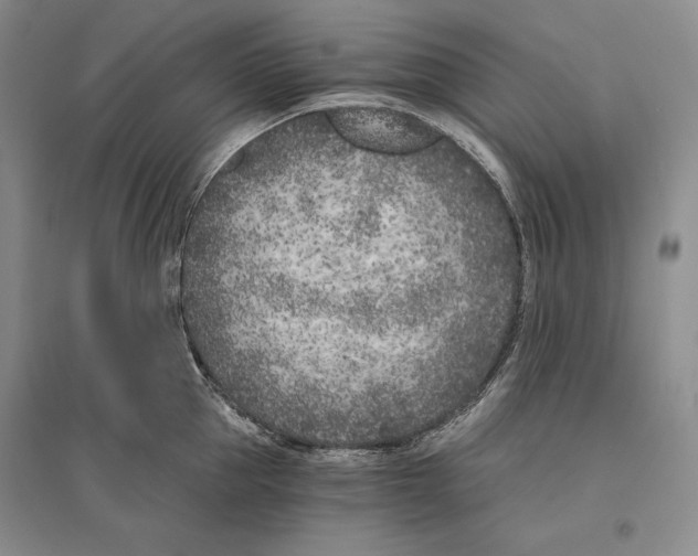X0000096180953200802151438