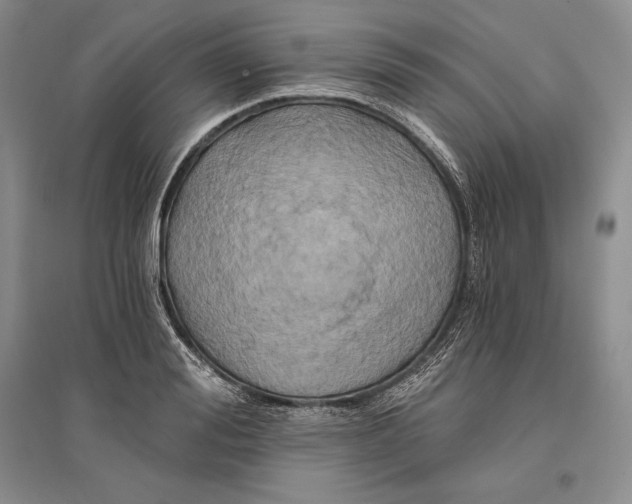 X0000096180988200802151437