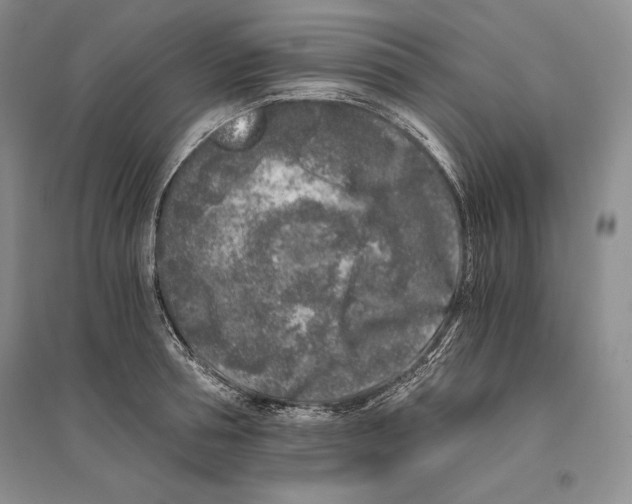 X0000096180994200802151437