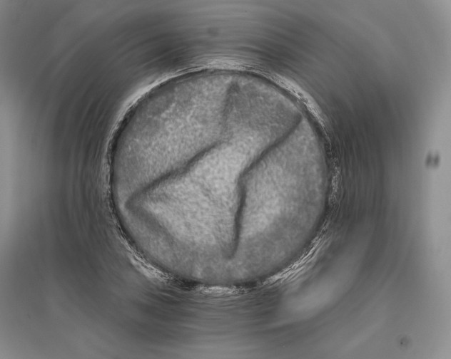 X0000096181027200802151436