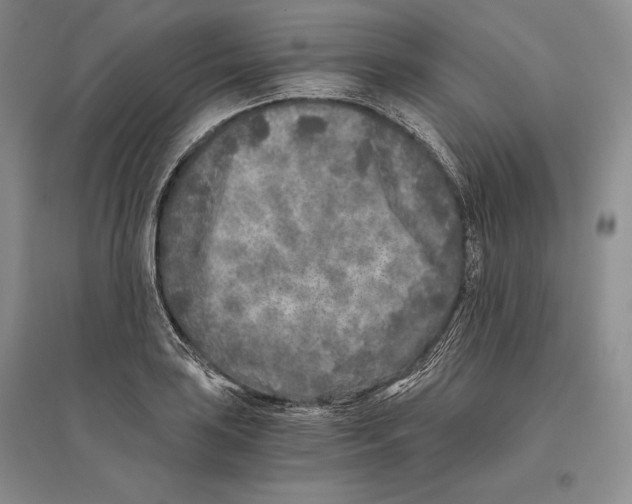 X0000096181035200802151437