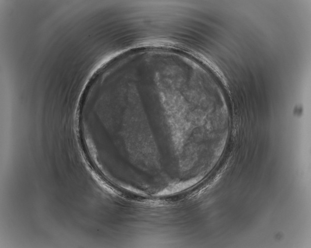 X0000096181037200802151437