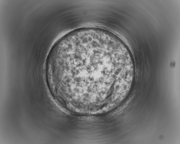 X0000096181045200802151437
