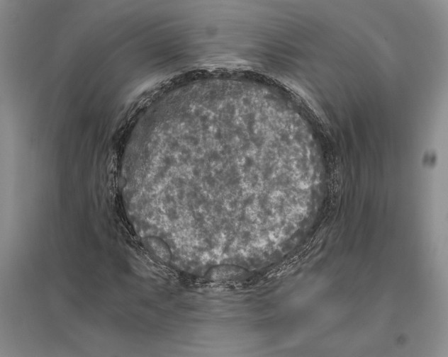 X0000096181063200802151436