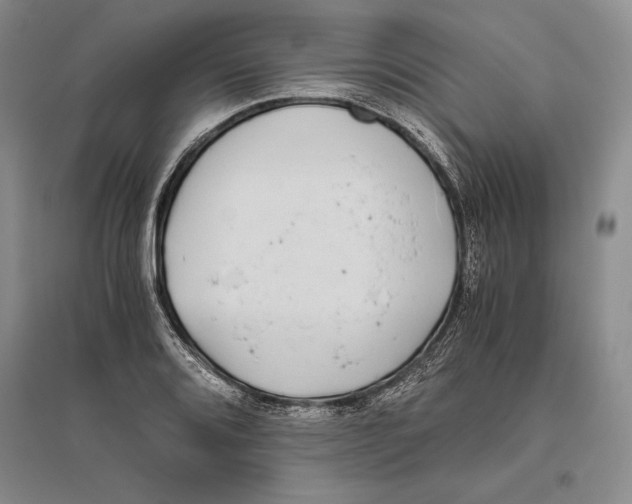 X0000096181080200802151436