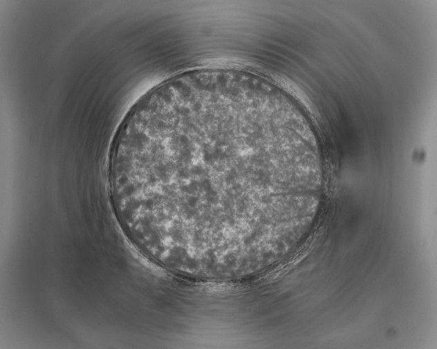 X0000096181087200802151436