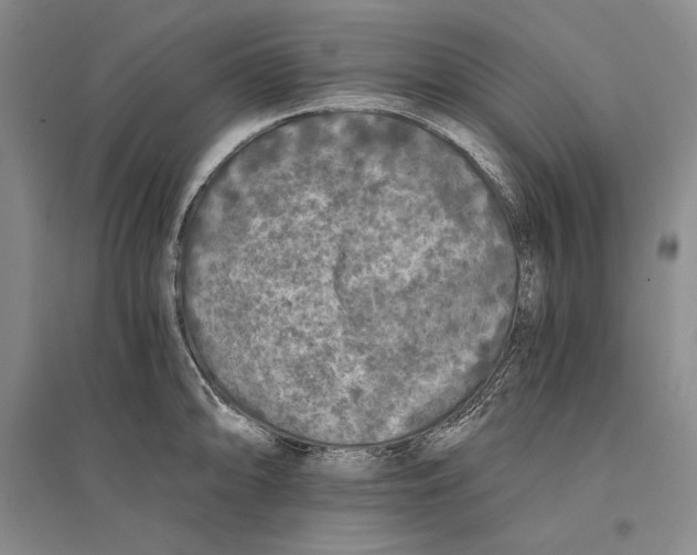 X0000096181094200802151436