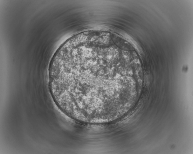 X0000096181095200802151436