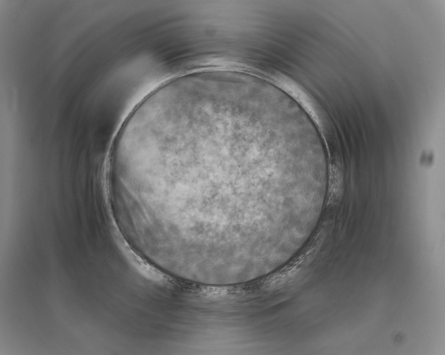 X0000096181098200802151436