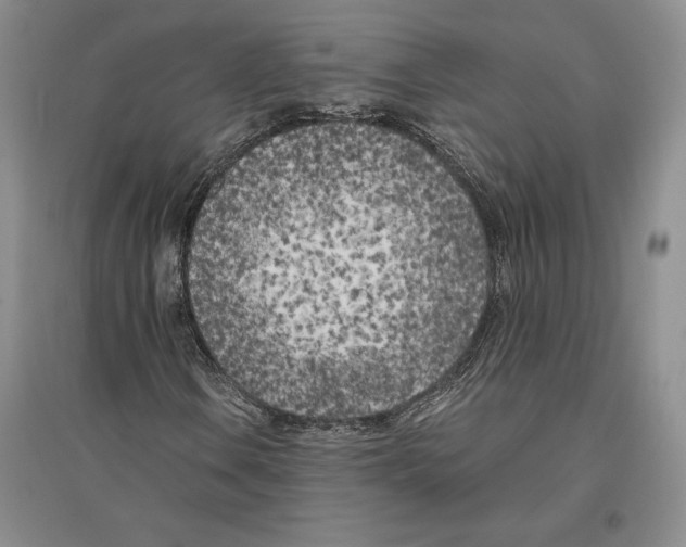 X0000096181106200802151435
