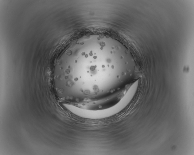 X0000096181108200802151435