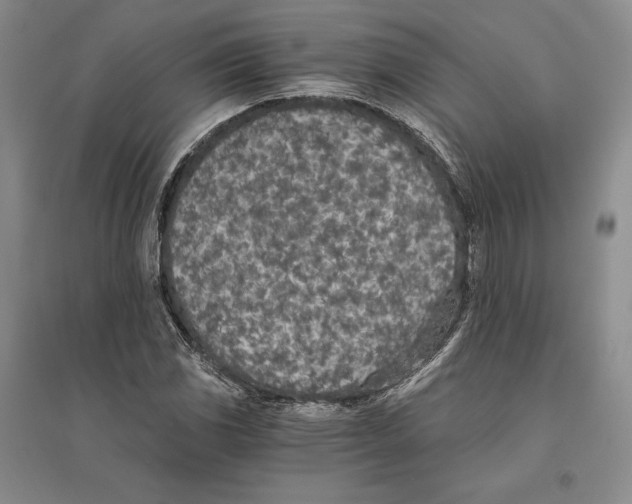 X0000096181117200802151435