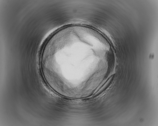 X0000096181120200802151435