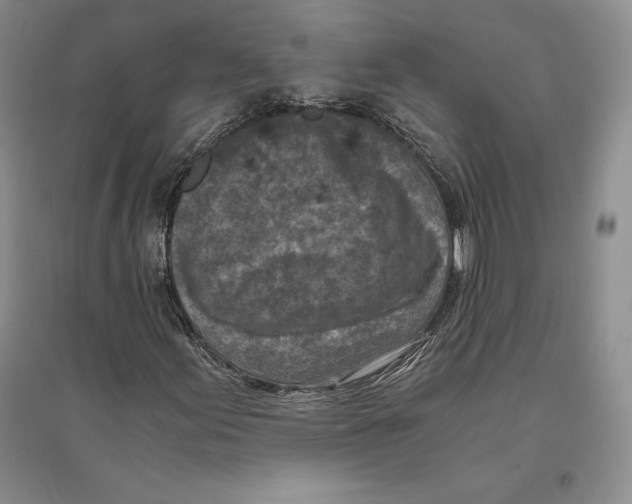 X0000096181155200802151435
