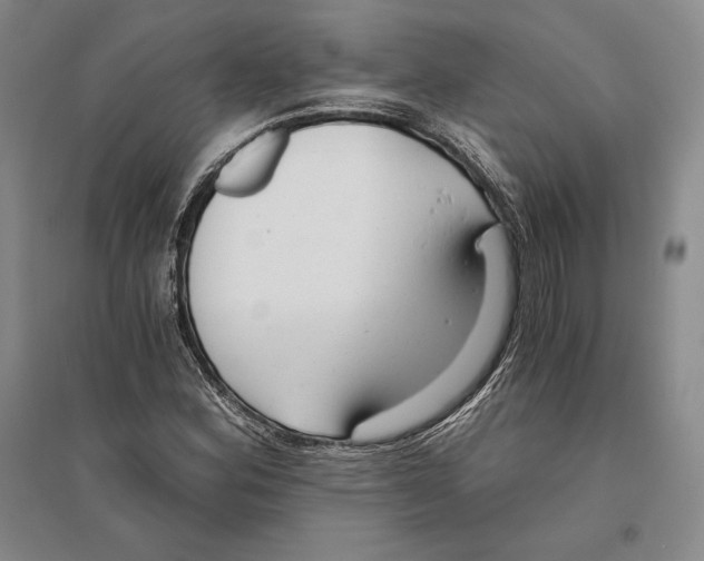 X0000096181164200802151434