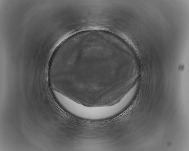 X0000096181173200802151434