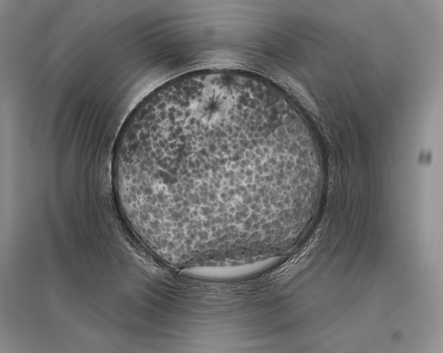 X0000096181226200802151434