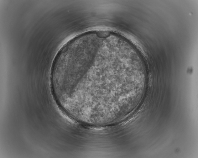 X0000096181229200802151434