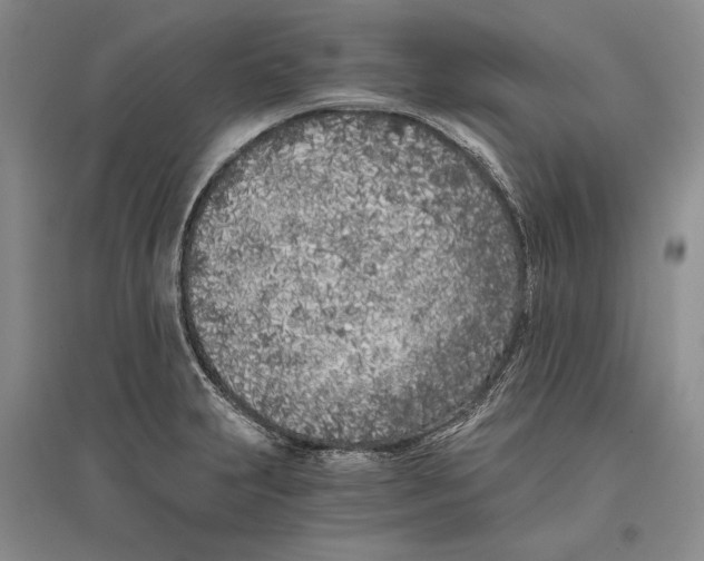 X0000096181231200802151434