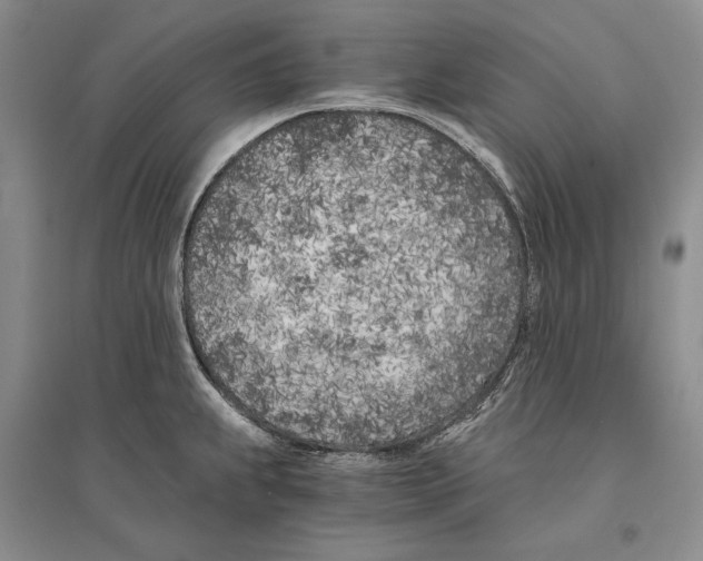 X0000096181239200802151434