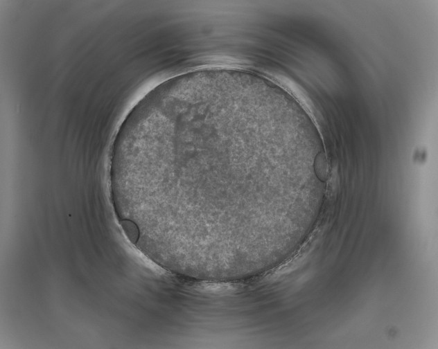 X0000096181243200802151434