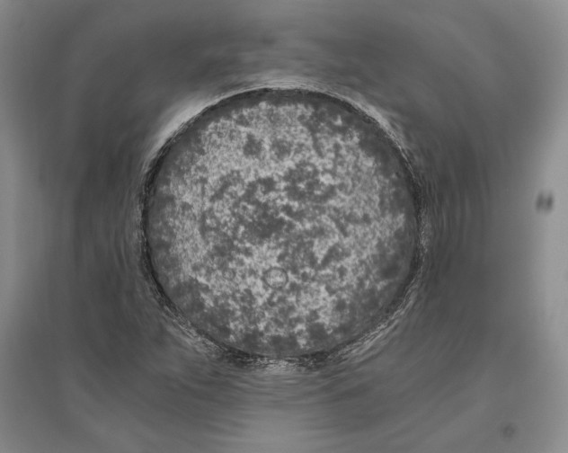 X0000096181263200802151433