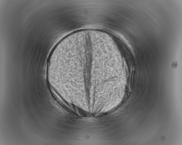 X0000096181276200802151433