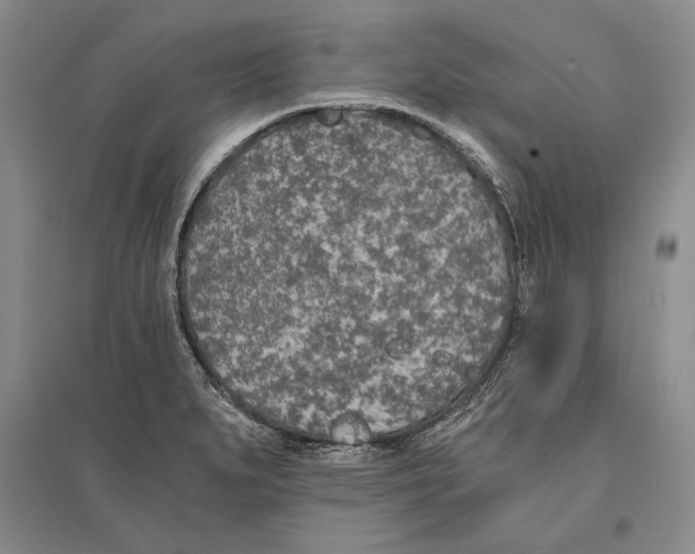 X0000096181279200802151433