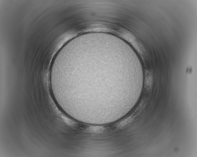 X0000096181282200802151433