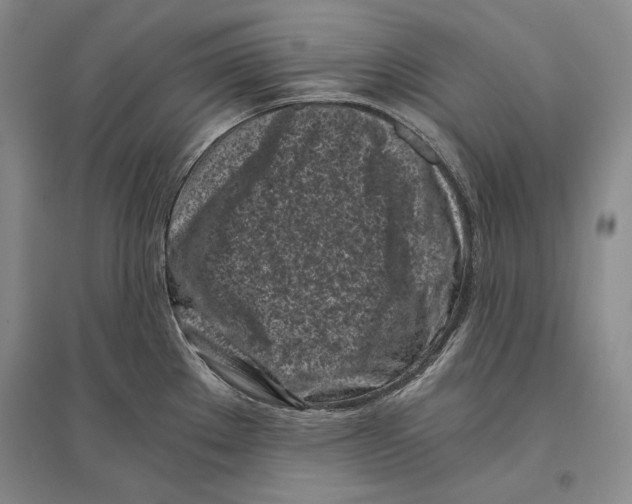 X0000096181289200802151433