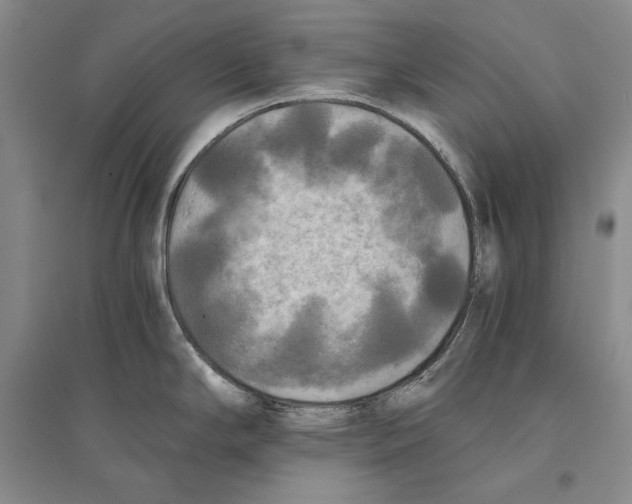 X0000096181294200802151433