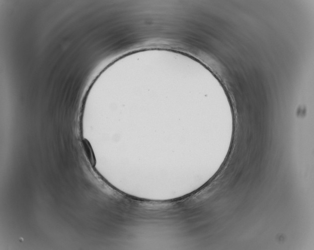 X0000096181296200802151433