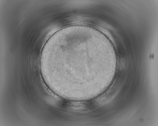 X0000096181338200802151433