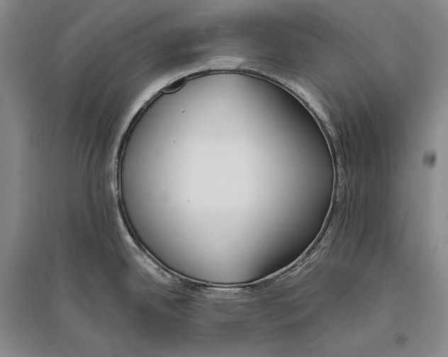 X0000096181342200802151433