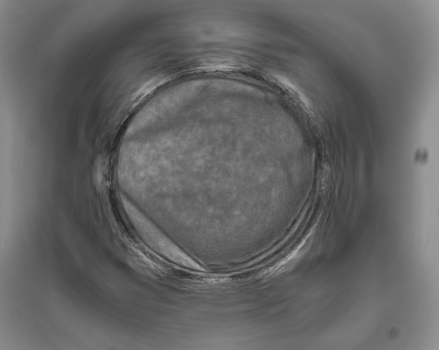 X0000096181353200802151432