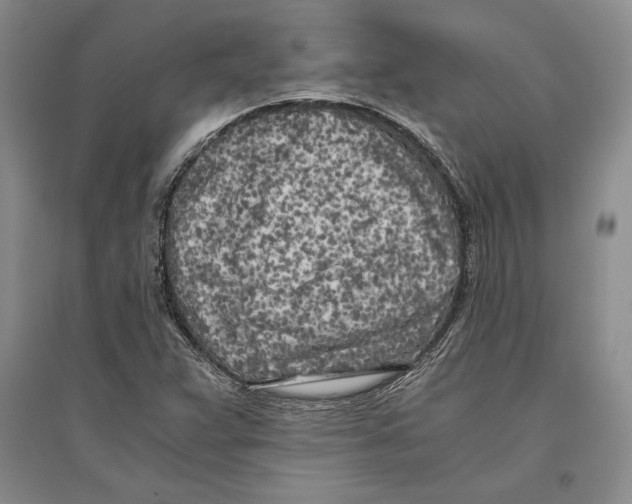 X0000096181359200802151432
