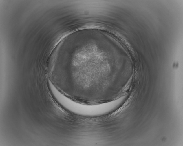 X0000096181369200802151432