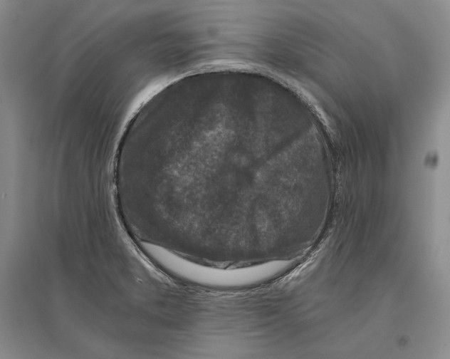 X0000096181373200802151431