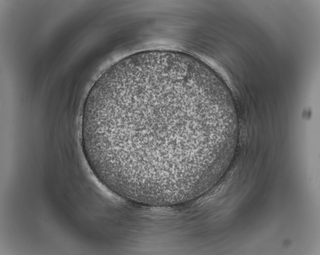 X0000096181383200802151431