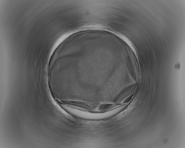 X0000096181389200802151431