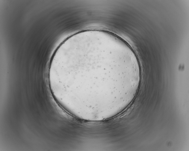 X0000096181392200802151431