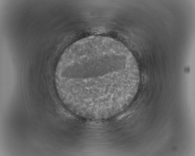 X0000096181393200802151430