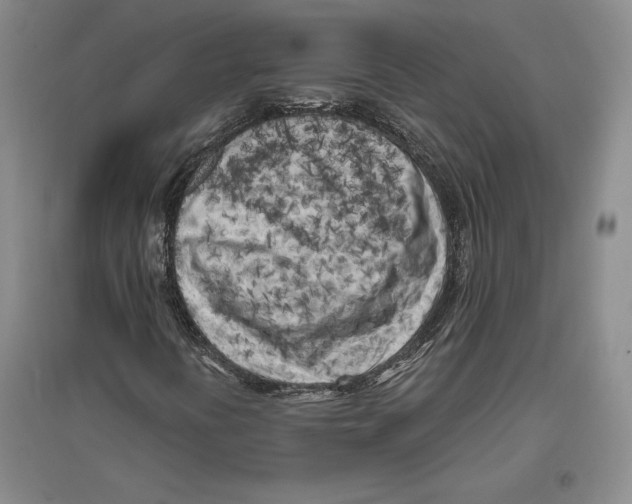 X0000096181394200802151430
