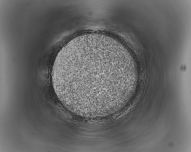 X0000096181398200802151430